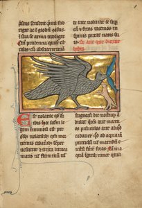 An Ibis with Two Fish in its Beak by Unbekannt Unbekannt
